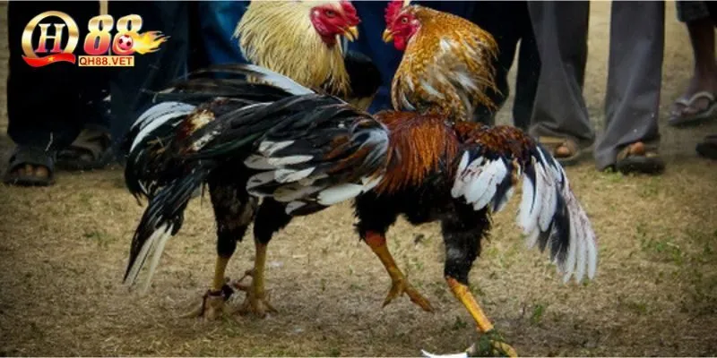 Cách Chơi Đá Gà Cựa Sắt Tại QH88 - Kinh Nghiệm Xương Máu